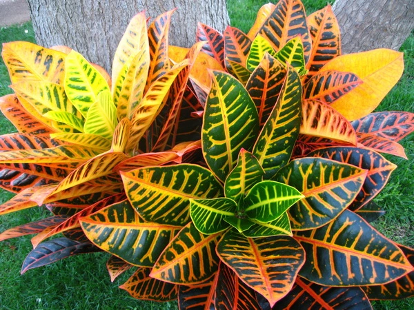 croton planta de interior bordas garden