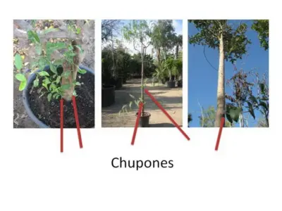 tipos de chupones árboles
