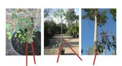 tipos de chupones árboles