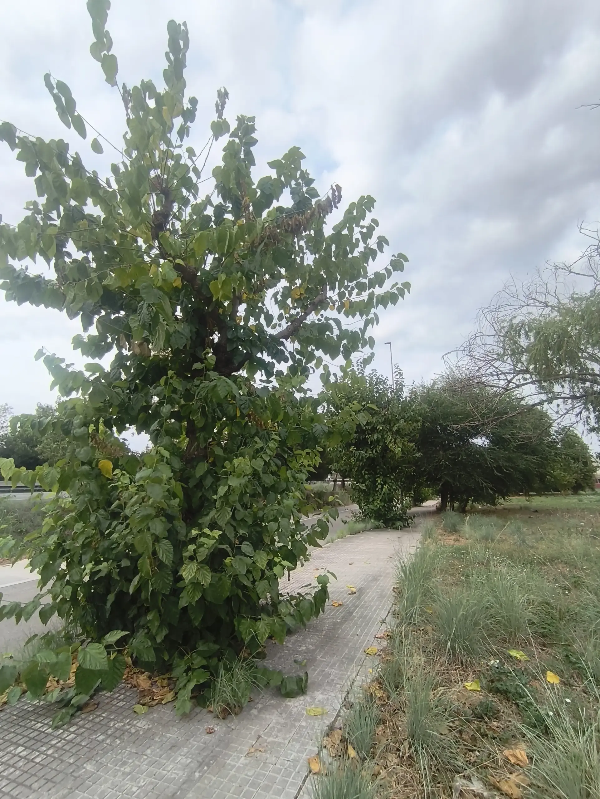árbol con chupones Bordas Garden