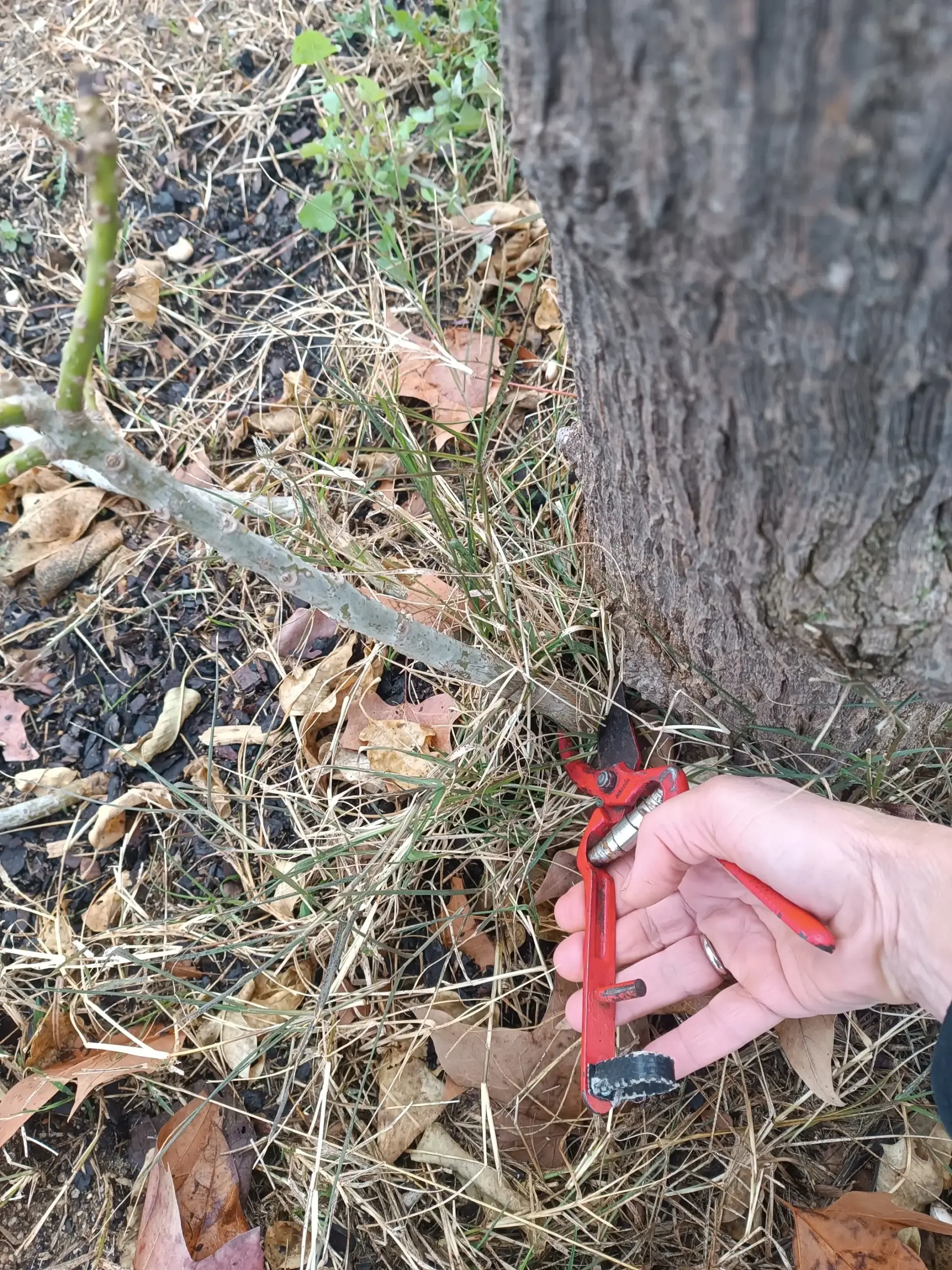 xupo a la base d'un arbre Phytolacca
