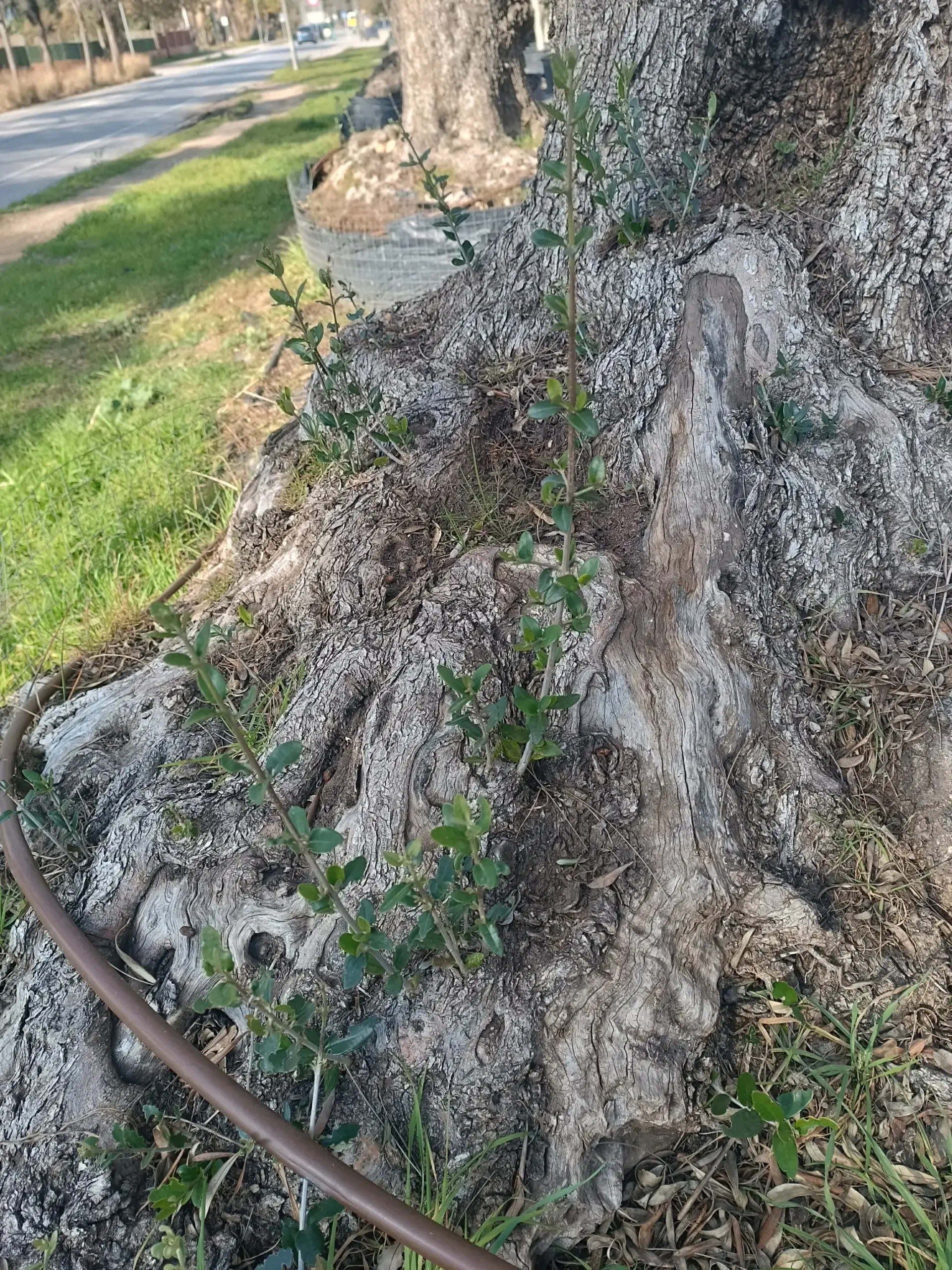 Xupó a la base d'una olivera