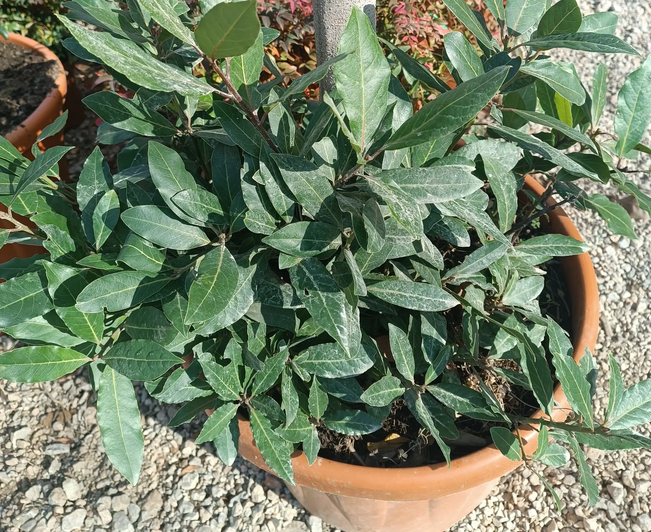 chupones en la base de un laurel