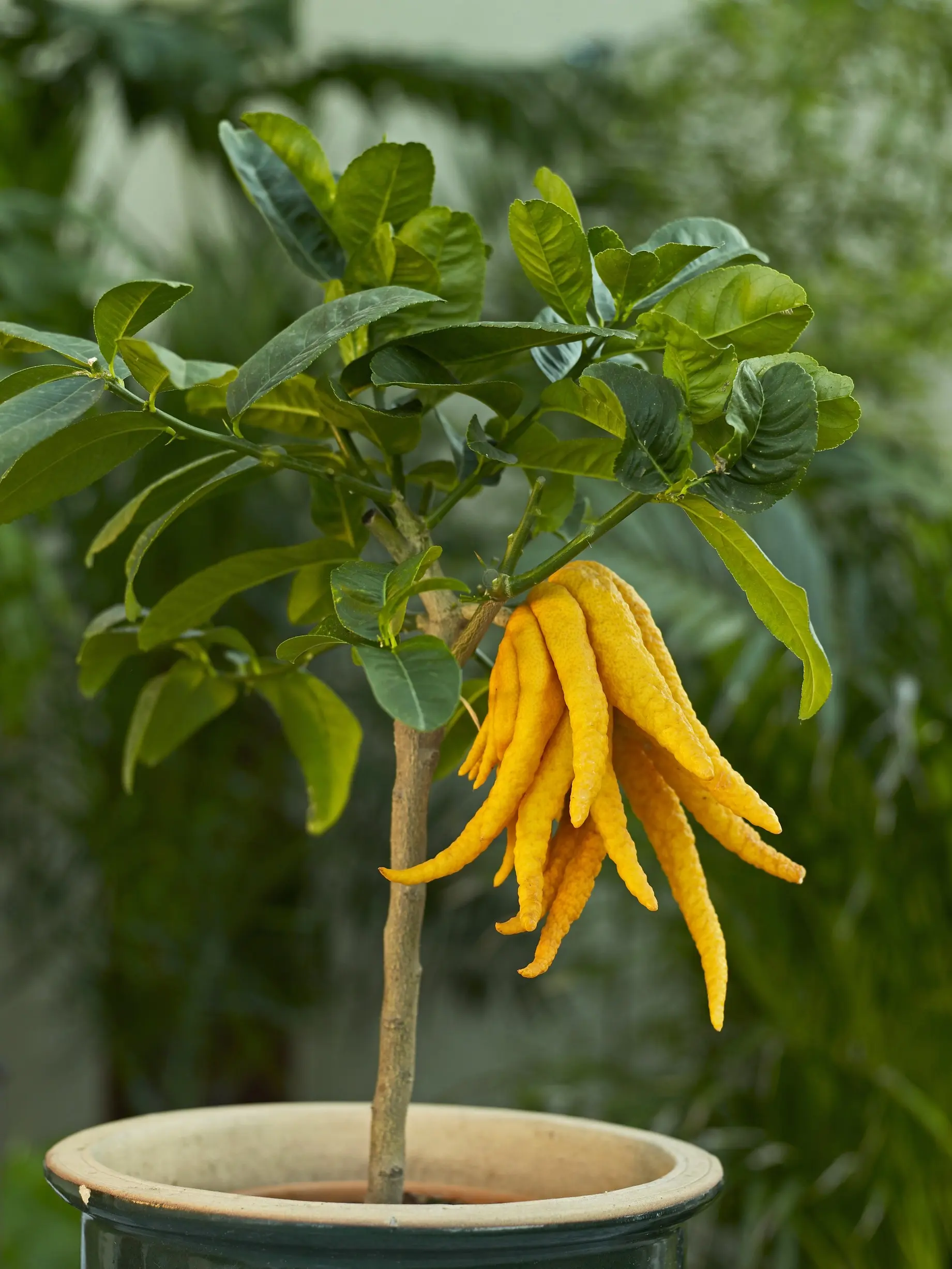 árbol frutal citrus médica manos de buda