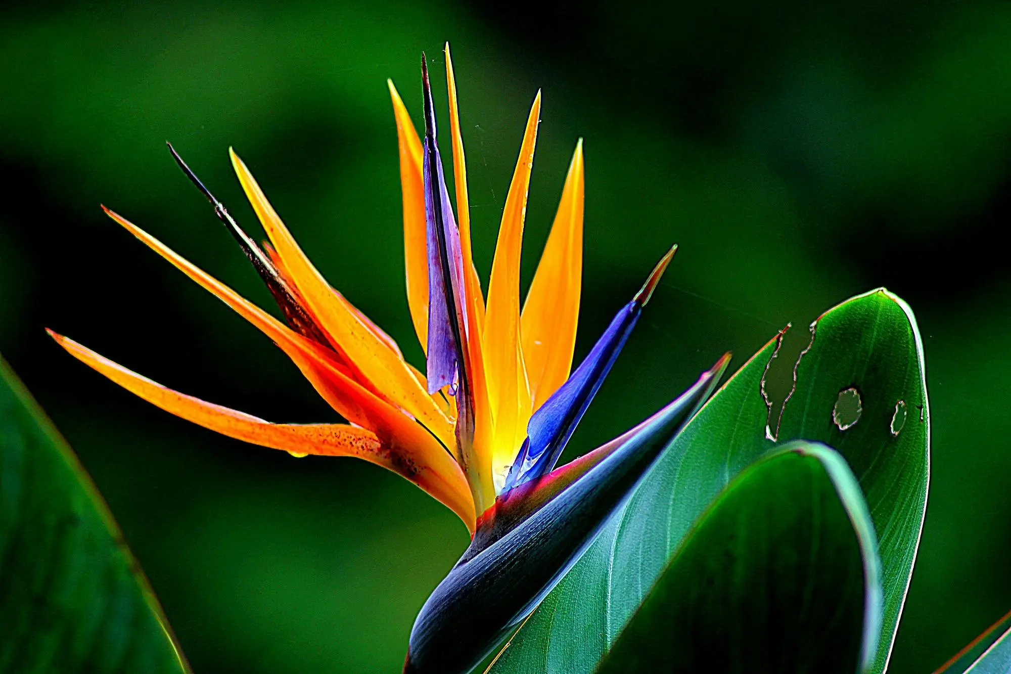 strelitzia-reginae-bordas-garden