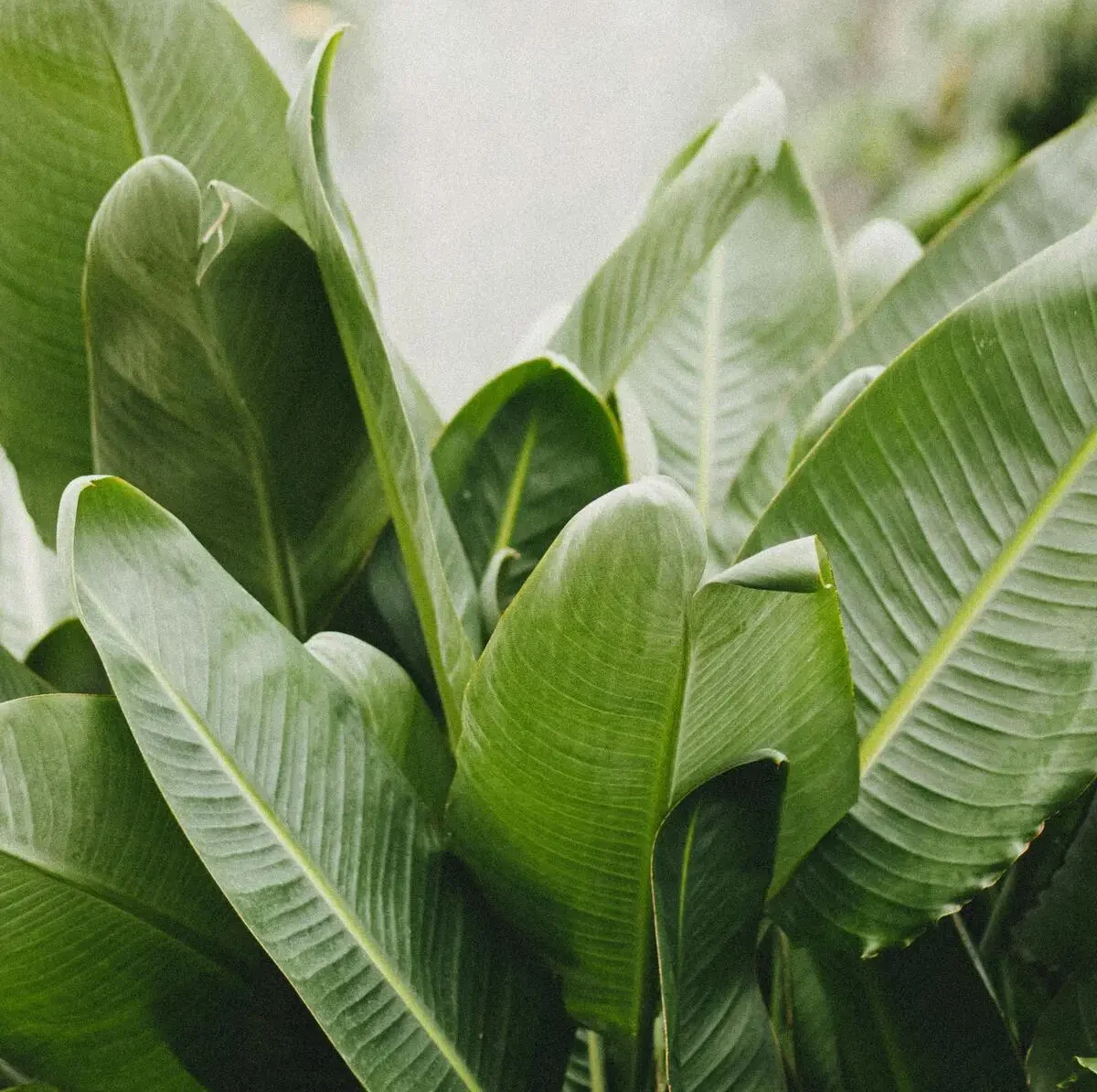 sterlitzia augusta plantas tropicales bordas garden
