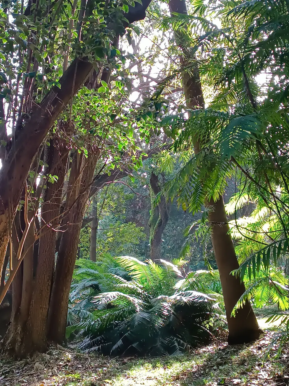 cyca revoluta garden bordas