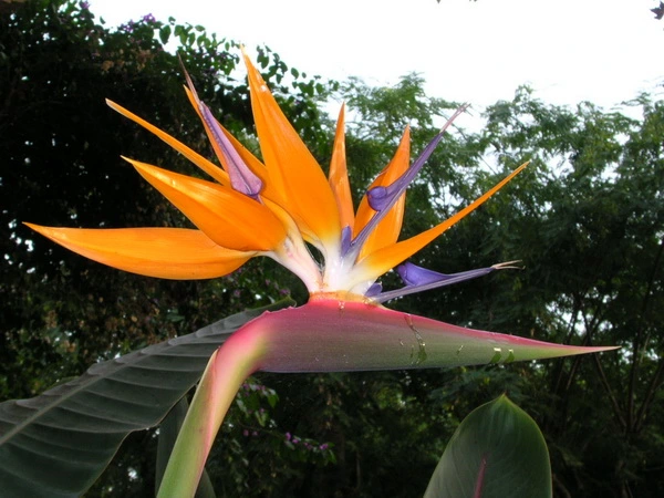 strelitzia-reginae-ave-del-paraiso-bordas-garden