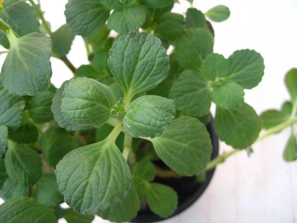 coleus canina bordas garden