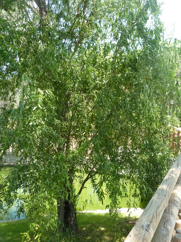 árbol sauce salix matsudana bordas garden