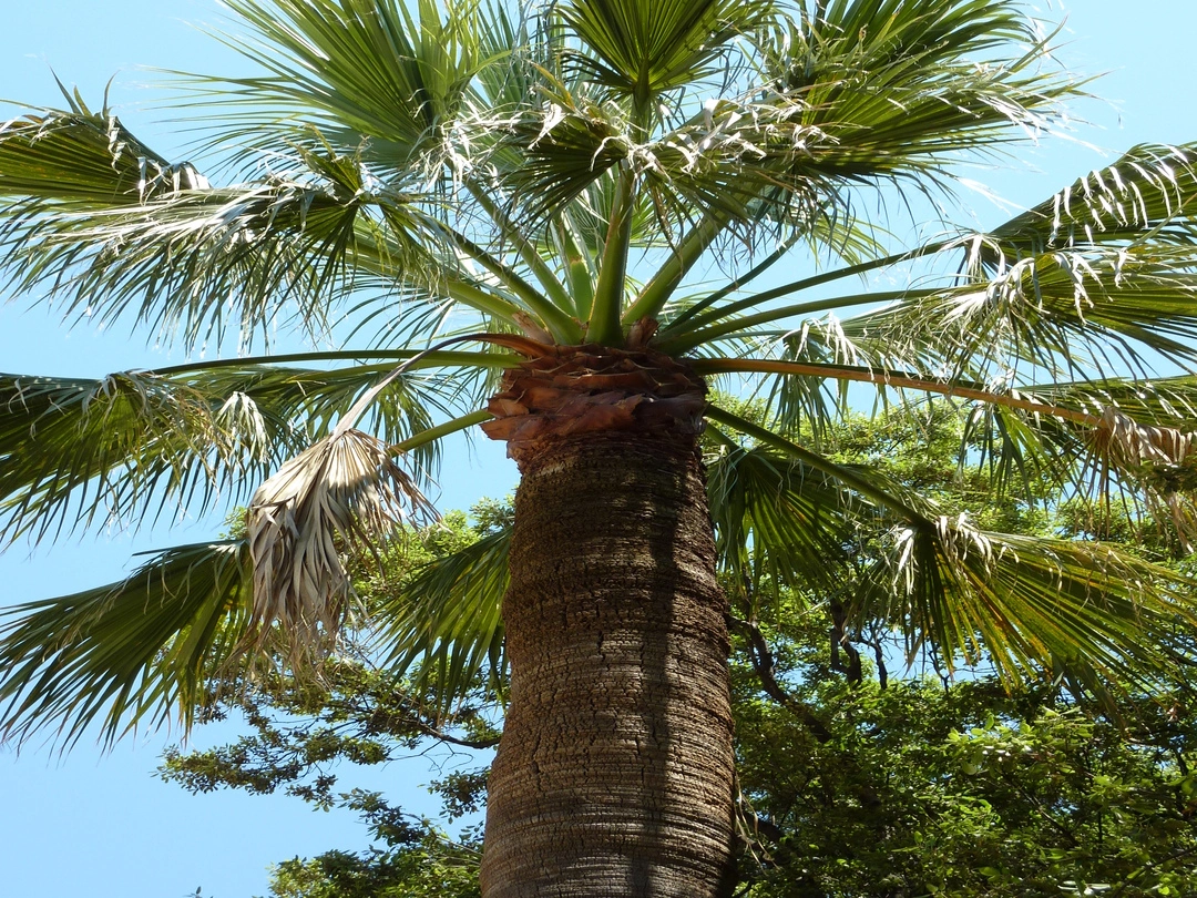 palmera washingtonia bordas garden