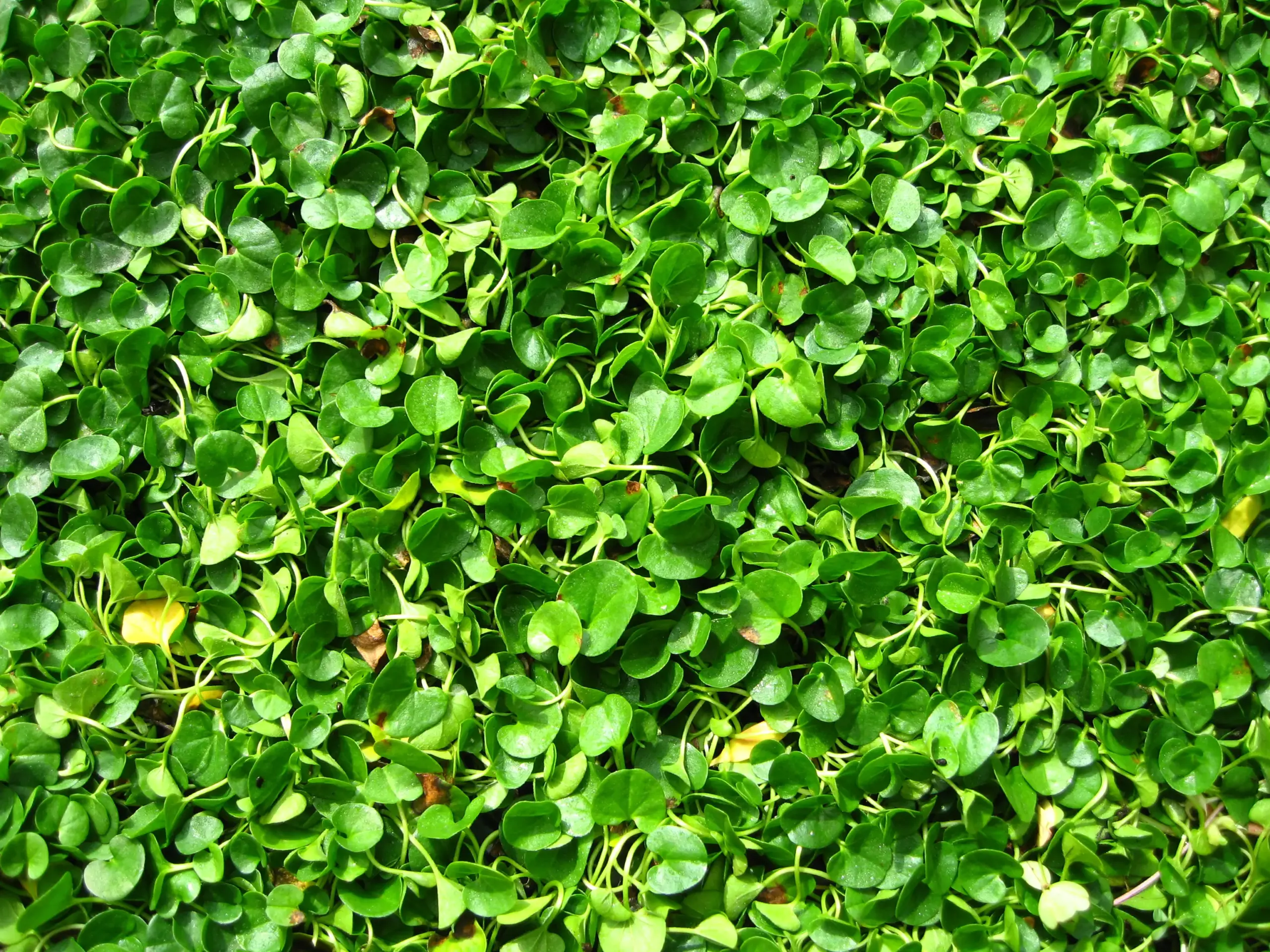 dichondra
