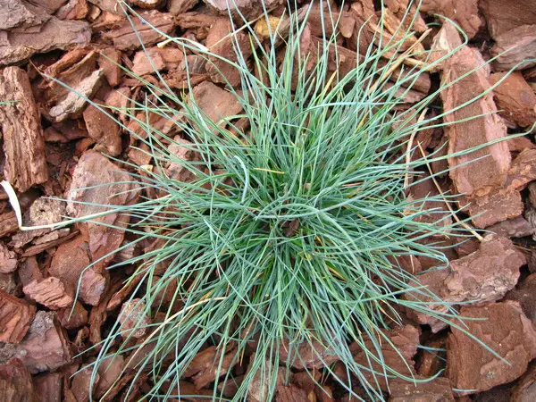 festuca glauca azul