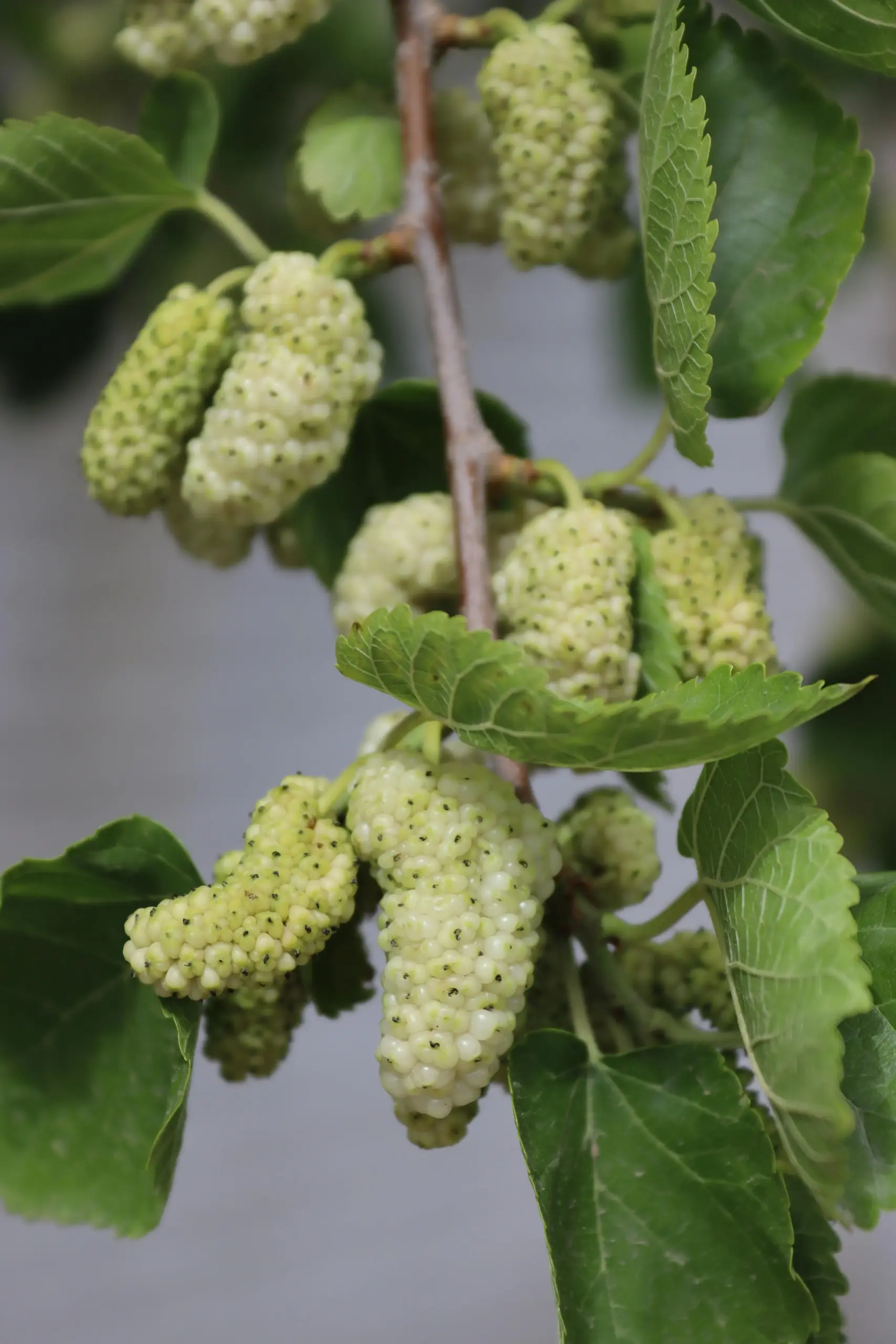morera blanca o morus alba con frutos