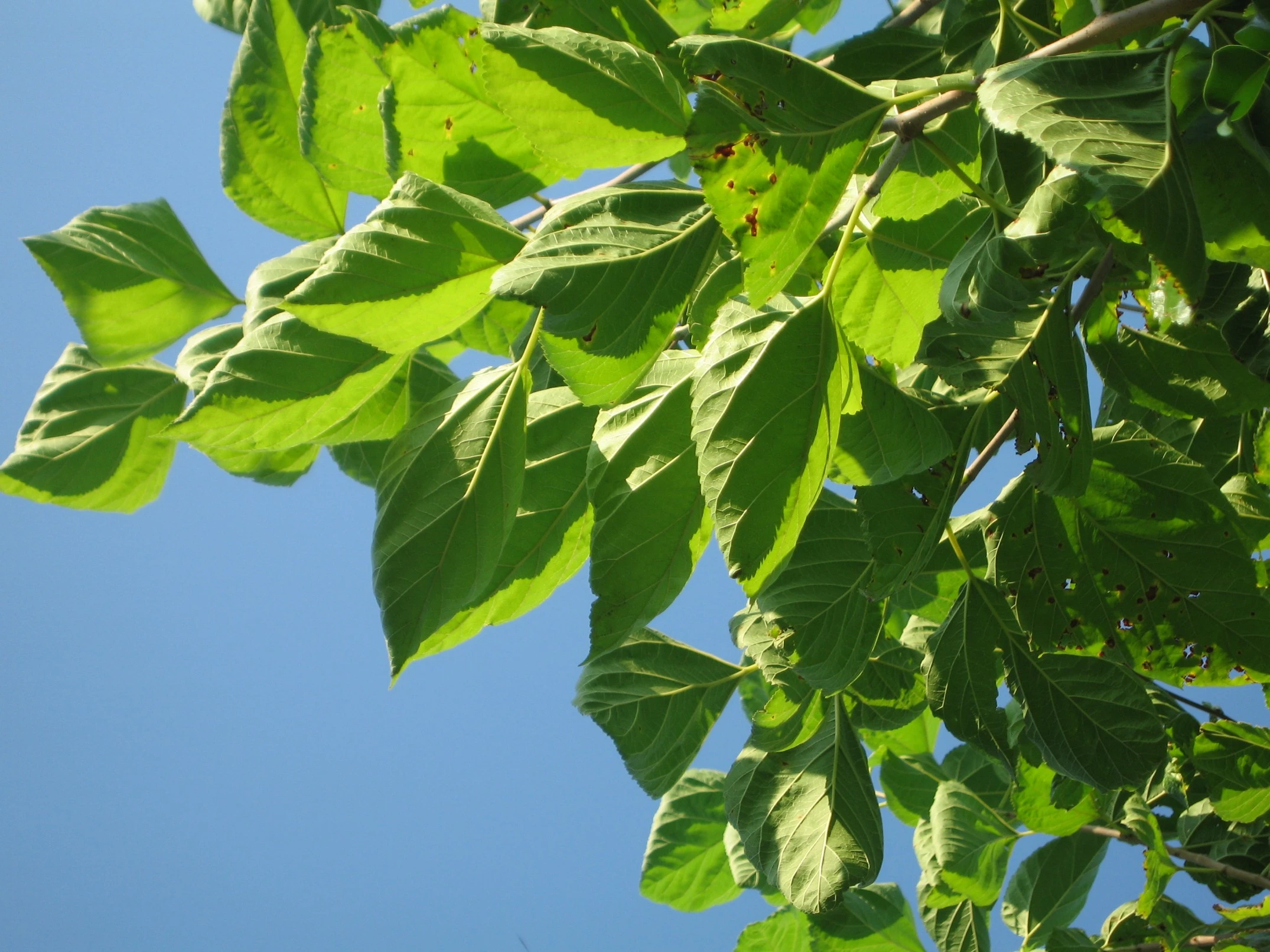 detalle-morera-hojas-bordas-garden