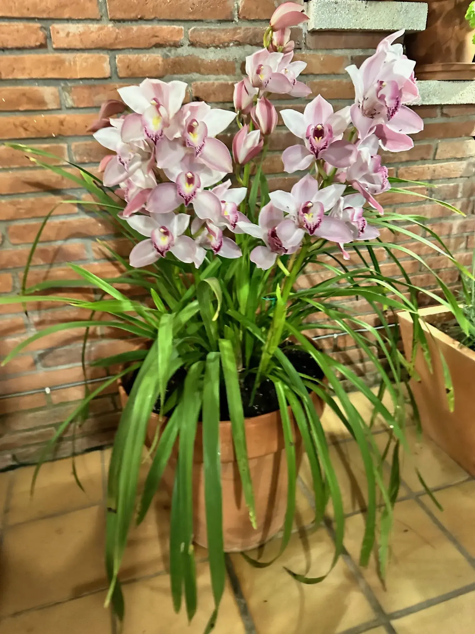 orquídea cymbidium