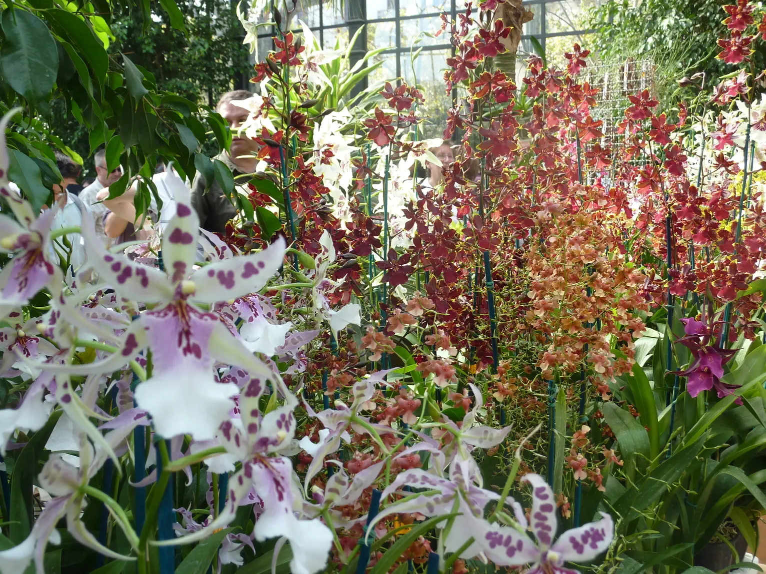 conjunto de orquídeas