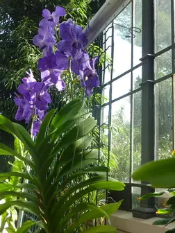 vanda