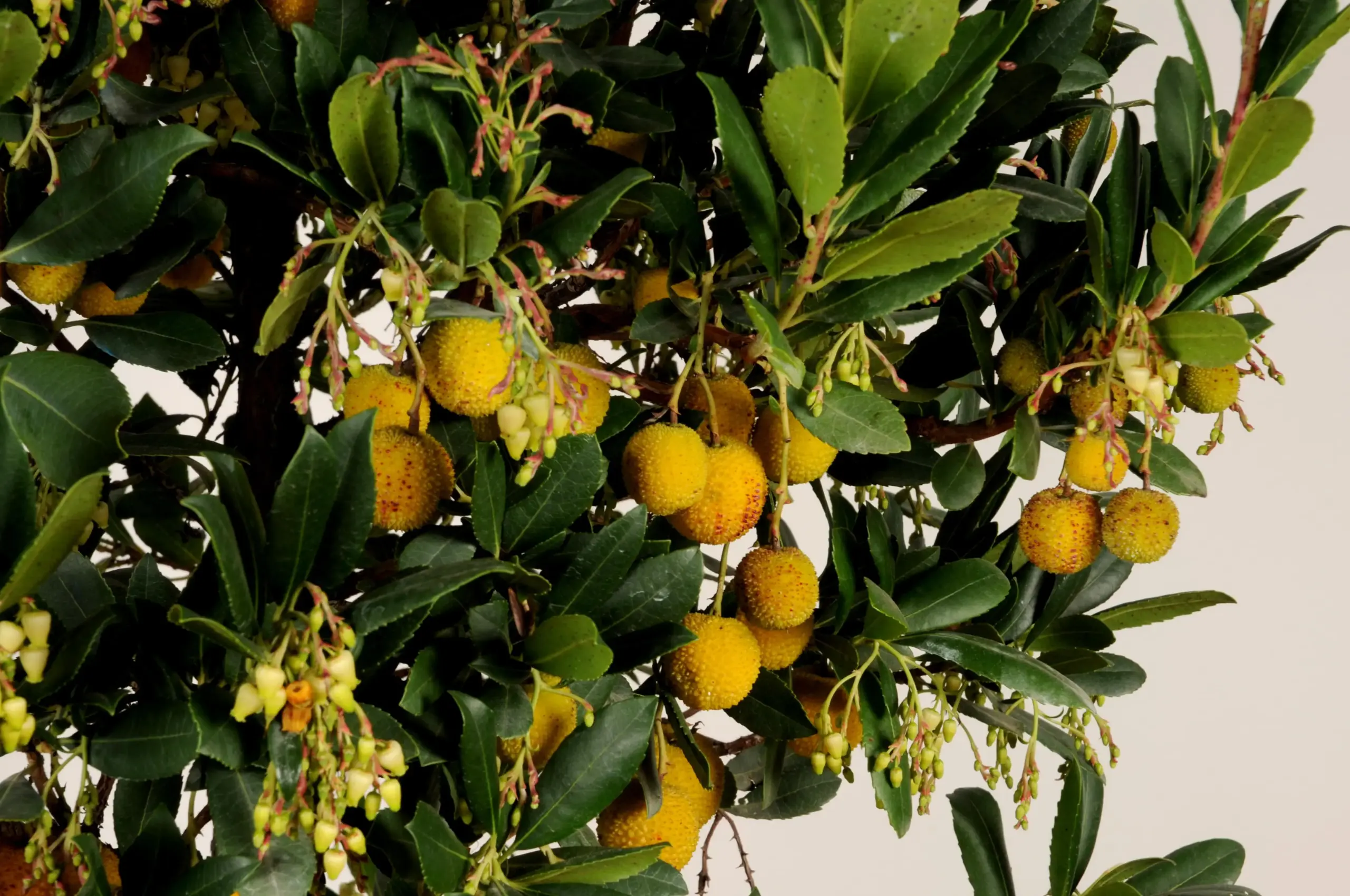 árbol del madroño cirerer d'arboç Bordas Garden