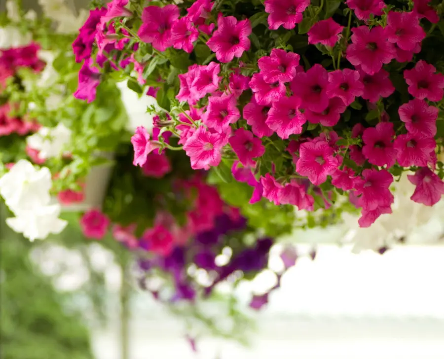 petúnies Bordas Garden