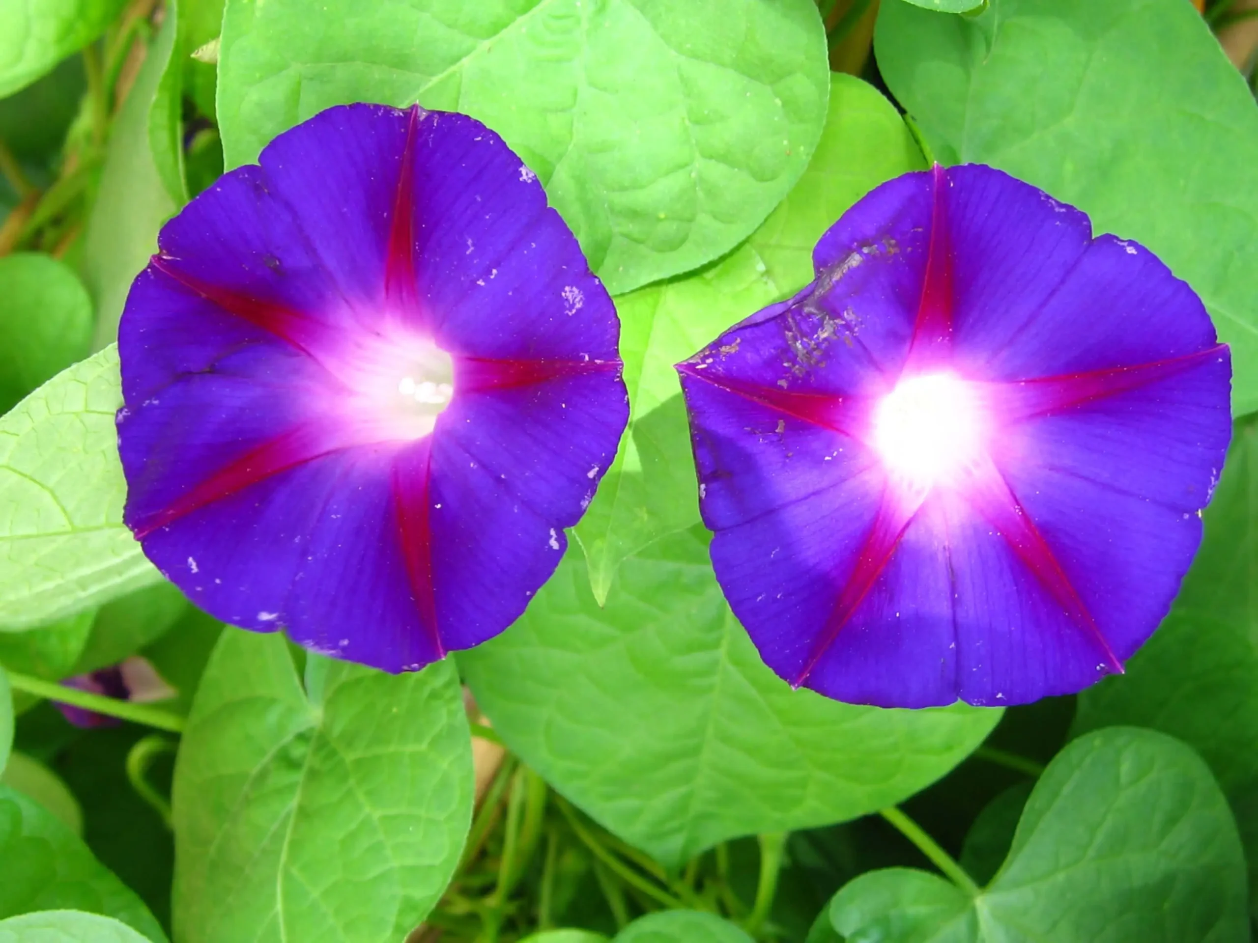 flor de la ipomea bordas garden