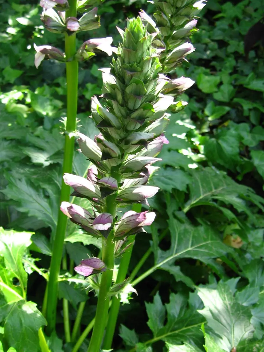 Acanthus flor