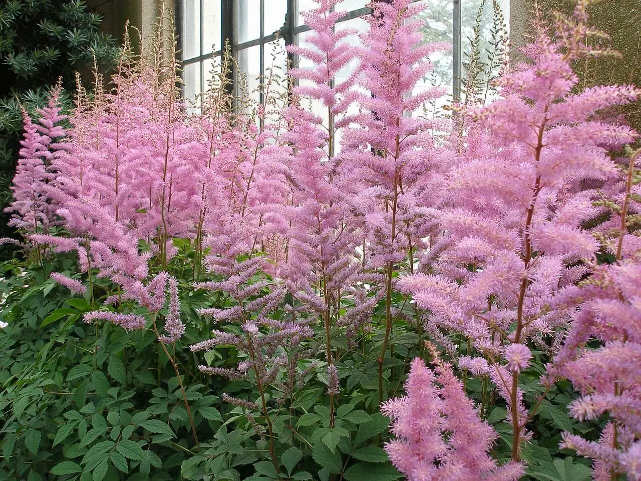 astilbe arendsii bordas garden plantas que florecen en sombra en clima mediterraneo