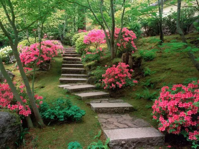 Azaleas japanese garden oregon
