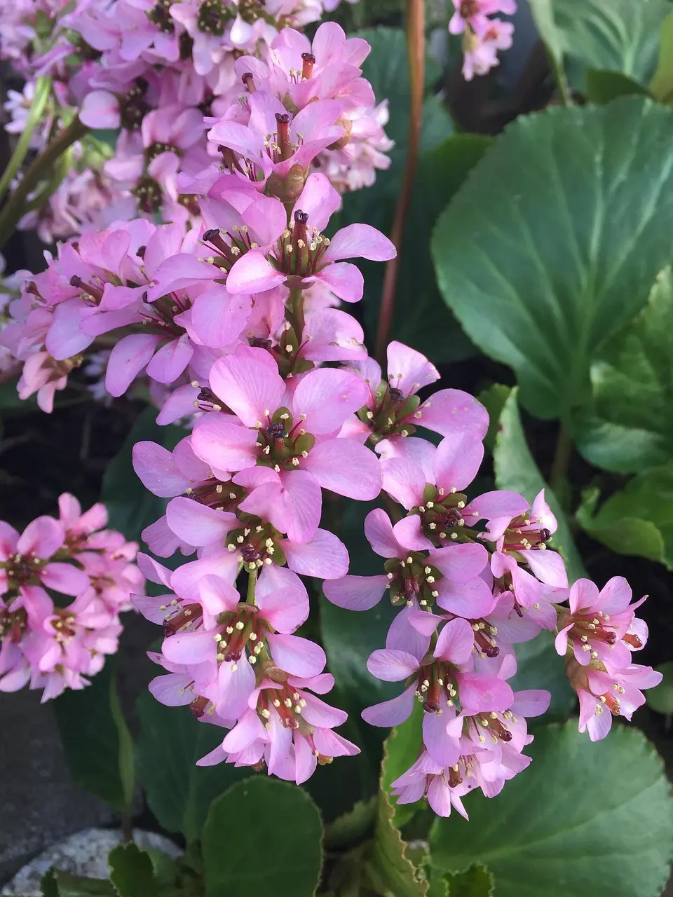 Bergenia
