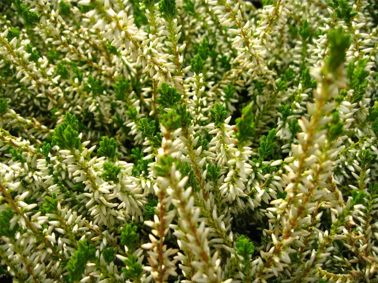 Calluna