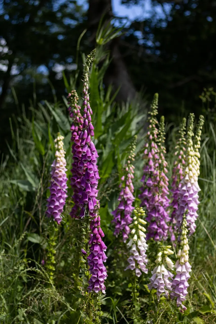 Digitalis o dedalera