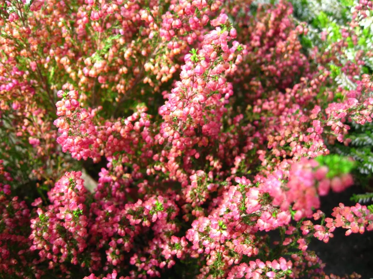 Erica gracilis