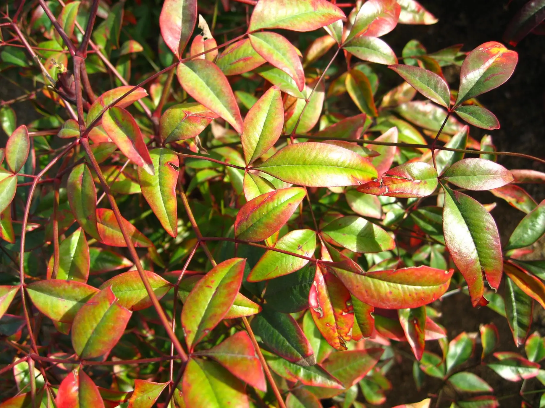 Nandina