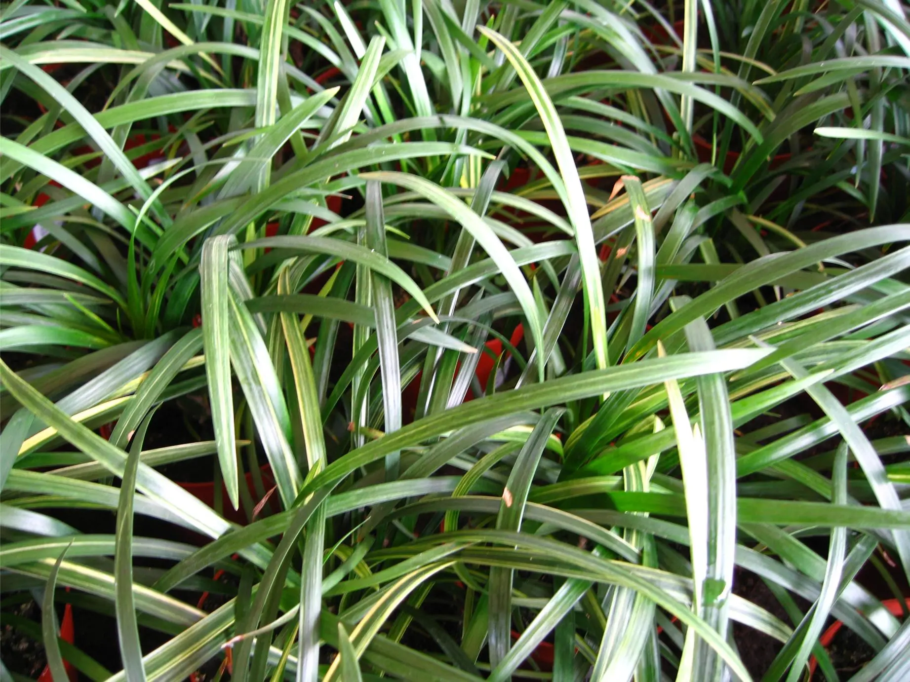 Ophiopogon japonicus