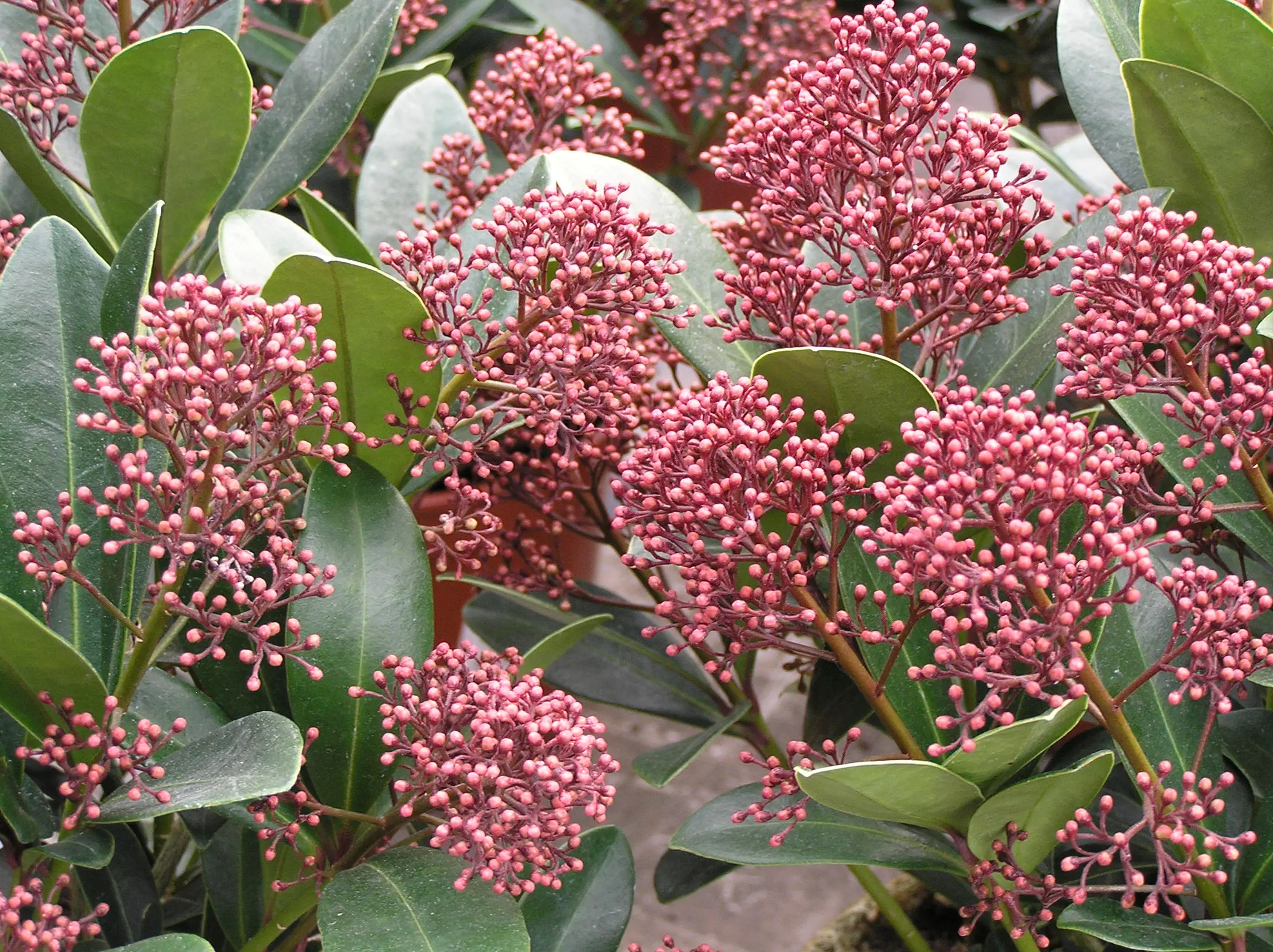 Skimmia