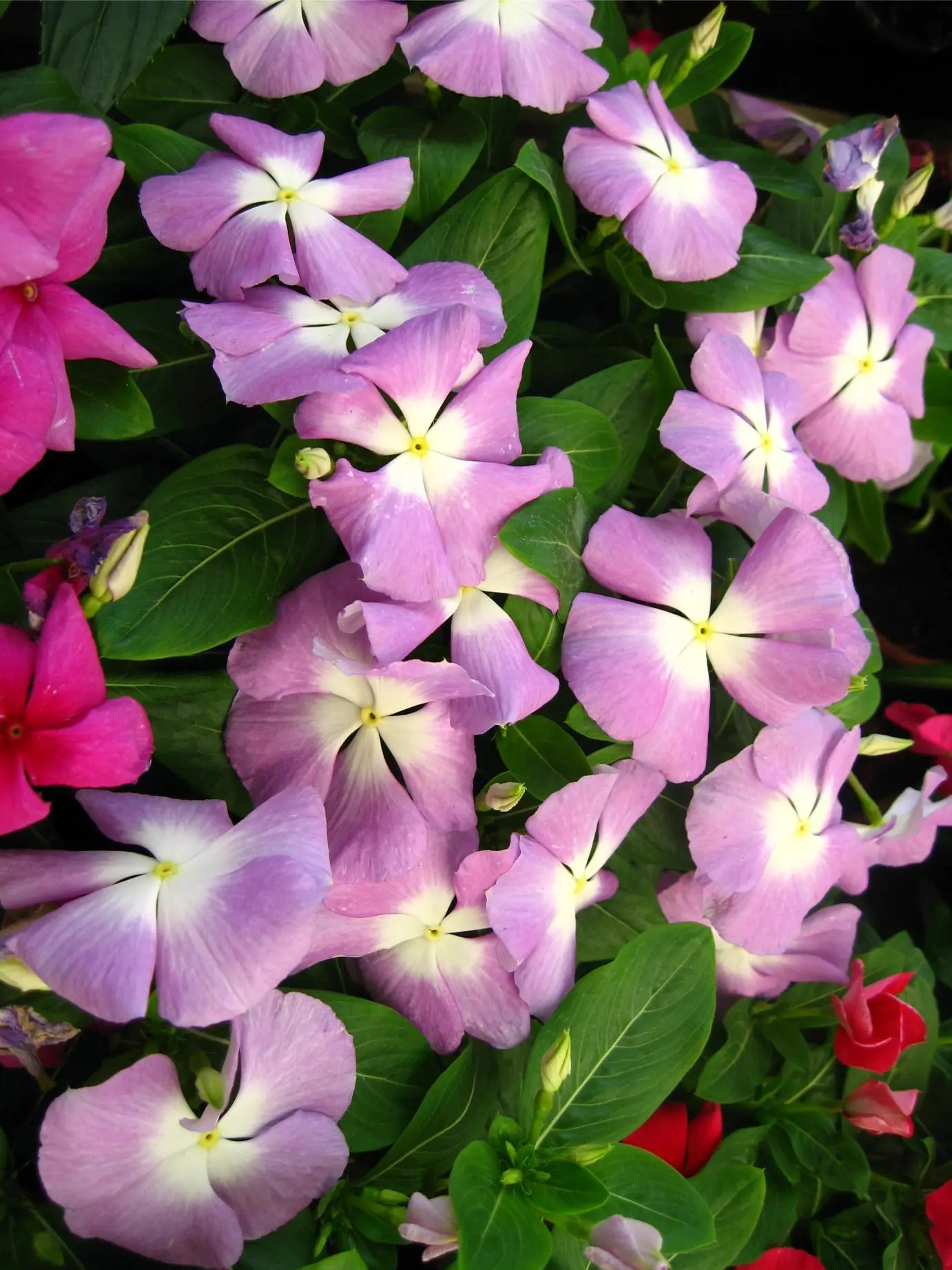 Vinca major de flors lilas