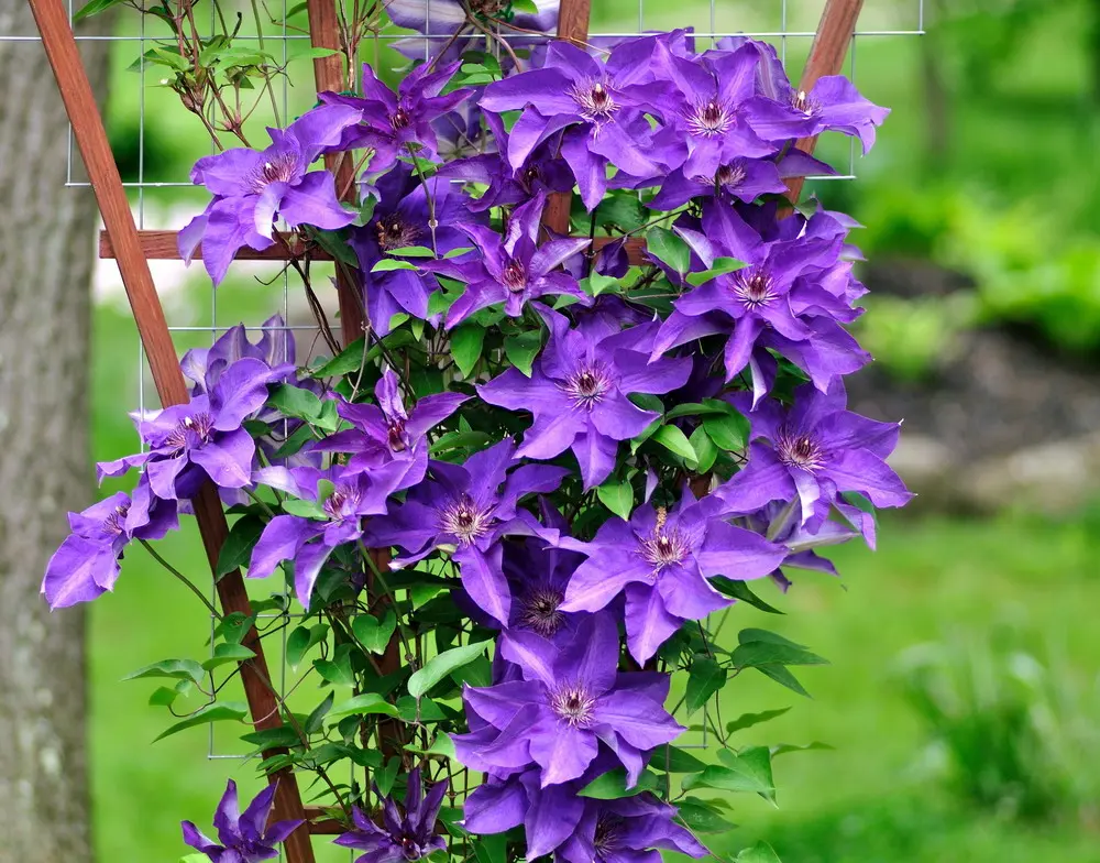 Clematis de flor lila.