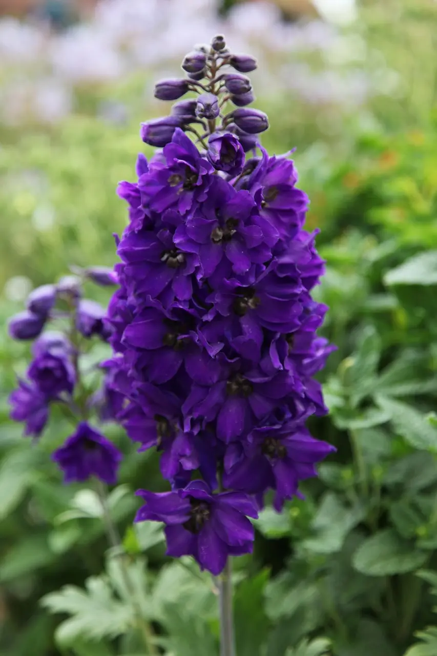 delphinium