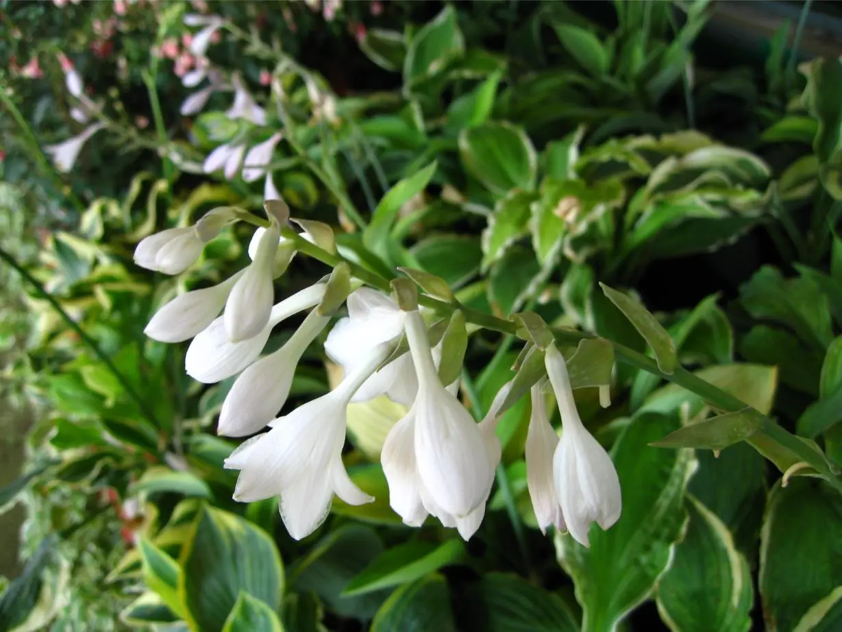 Hosta en flor.