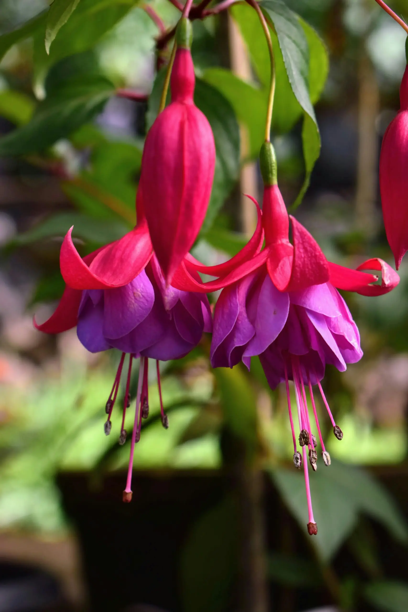 Fuchsia flor