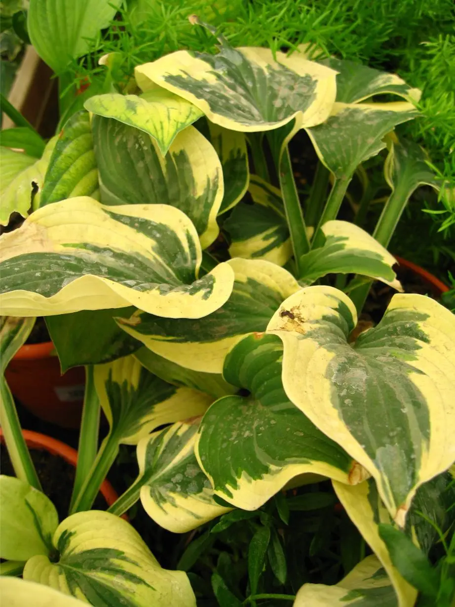 Hosta de fulla variegada.