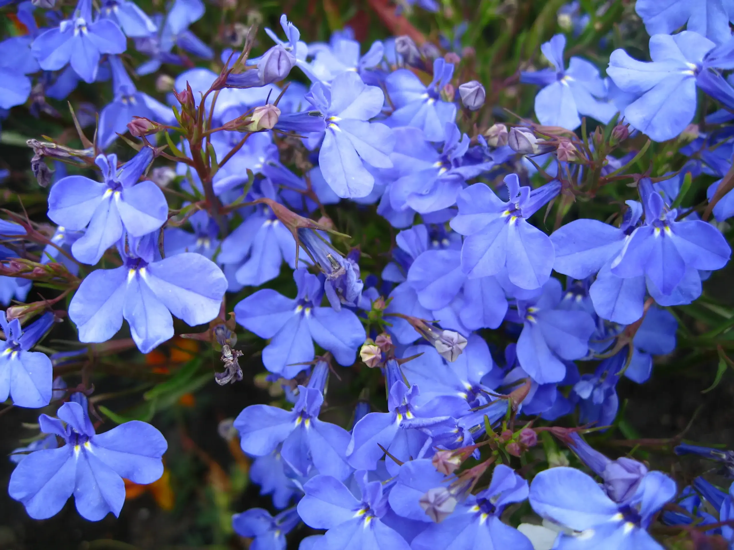 Lobelia