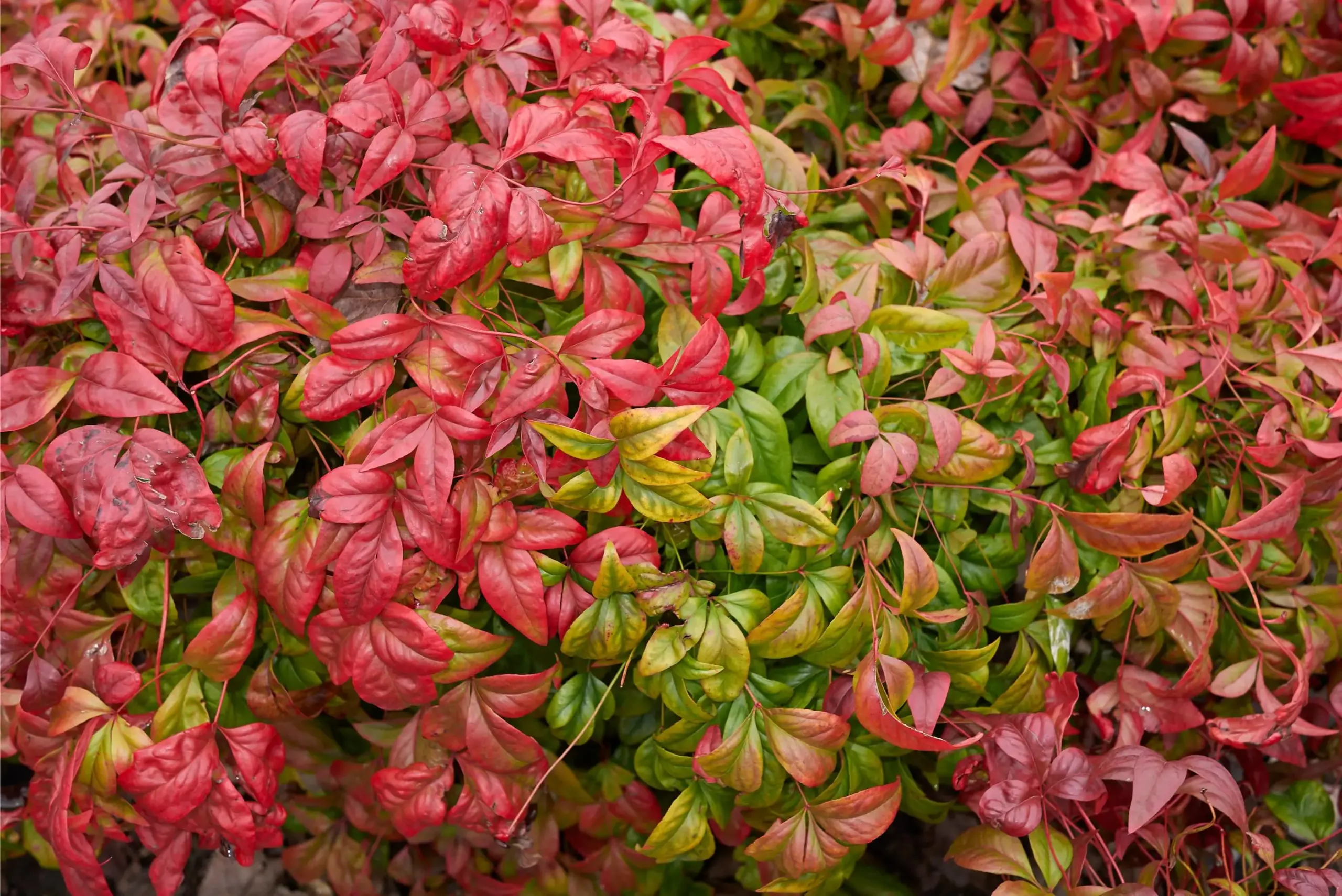 Nandina