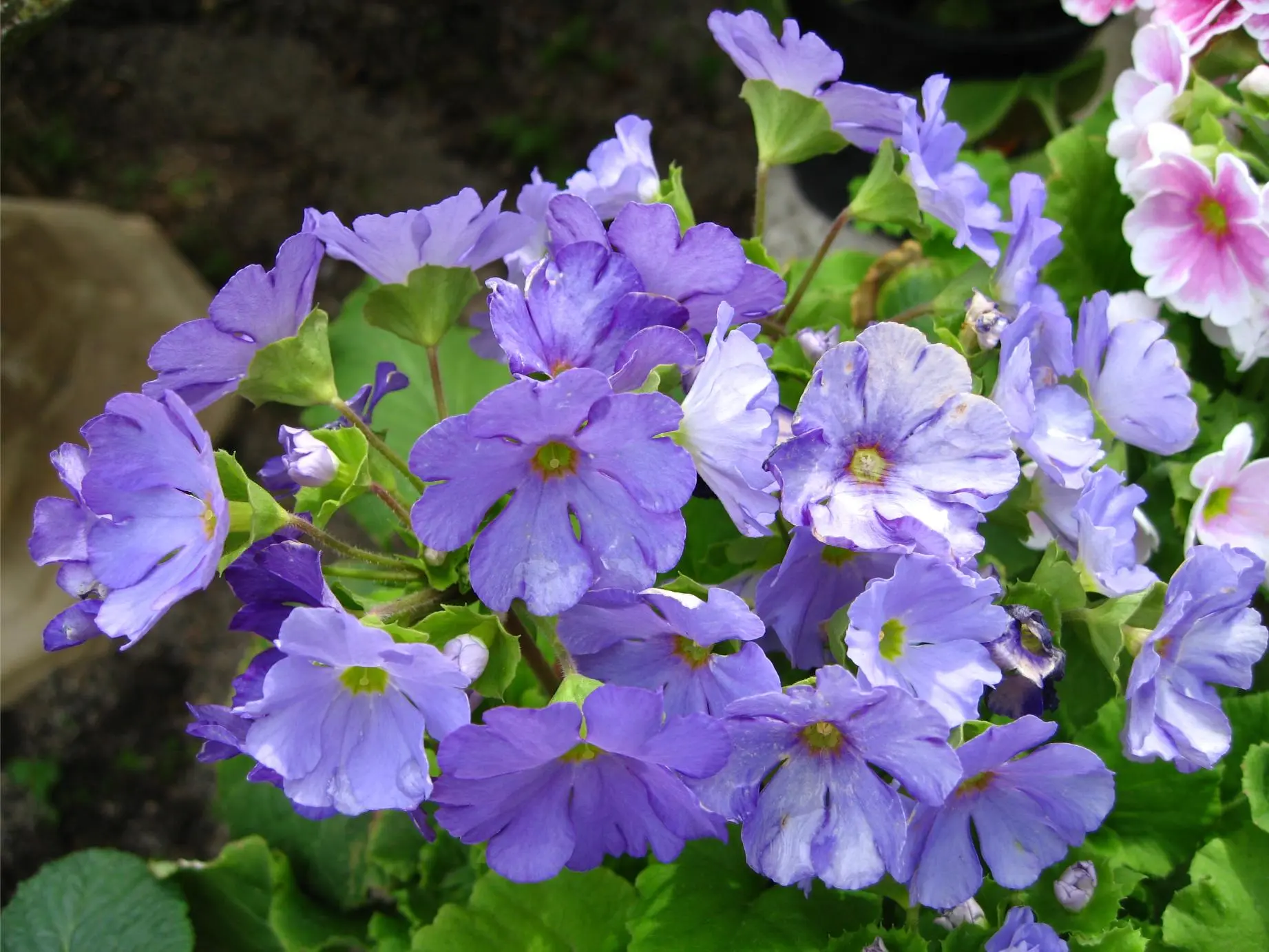 primula abconica flor azul