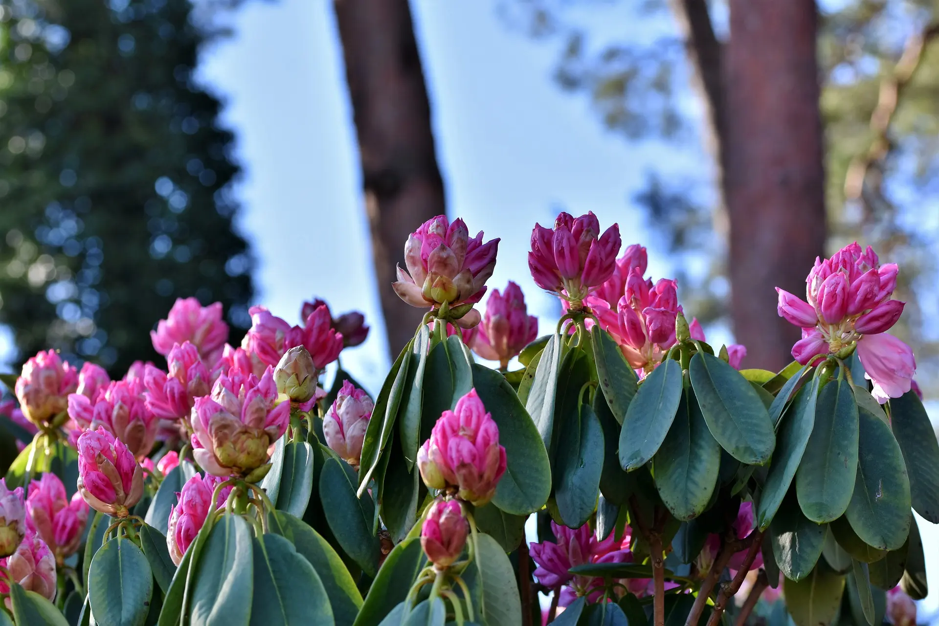 Rhododendron