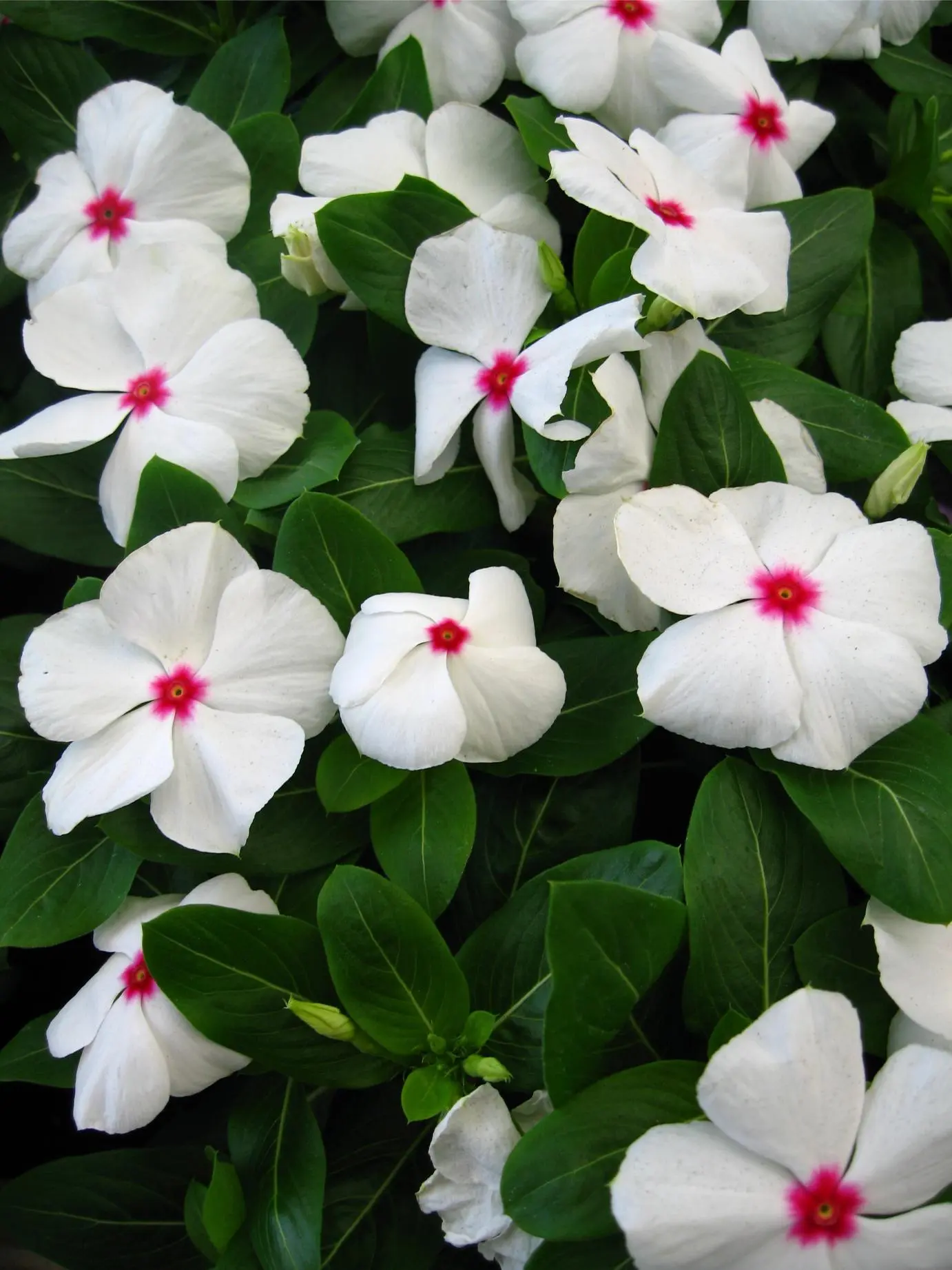 vinca major flores blancas