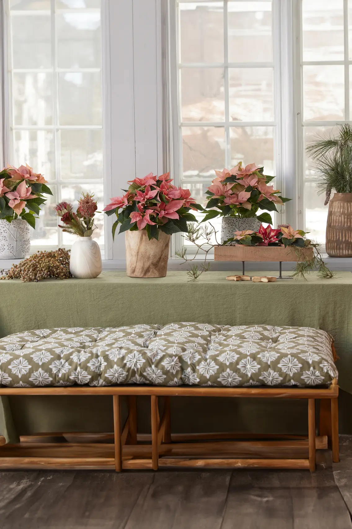 Poinsettia en macetas