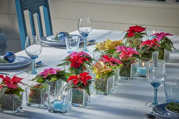 poinsettias mini como detalle floral en mesa de comedor