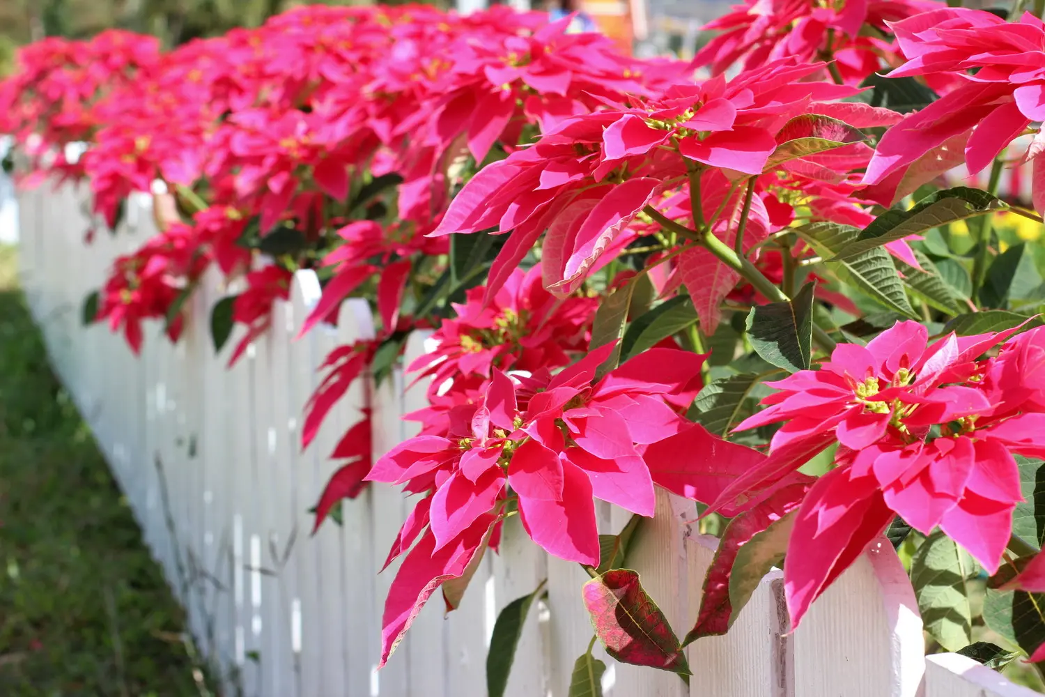 poinsettia en bordas garden jardinera