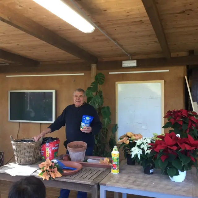 taller de poinsettias a càrrec del senyor Bordas a Bordas Garden